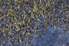 Breutelia substricta