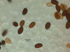 Psathyrella longicauda