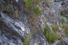 Breutelia substricta