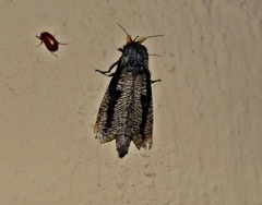 Morpheis melanoleuca