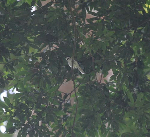 iNaturalist image