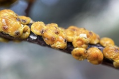 Cerococcus quercus