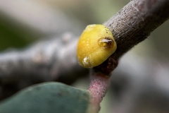 Cerococcus quercus