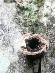 Scaptotrigona mexicana