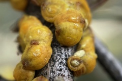 Cerococcus quercus