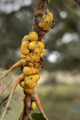 Cerococcus quercus