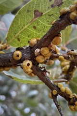 Cerococcus quercus