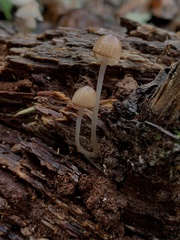 Mycena bulliformis