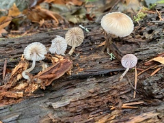 Mycena bulliformis