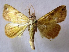 Hemeroplanis scopulepes