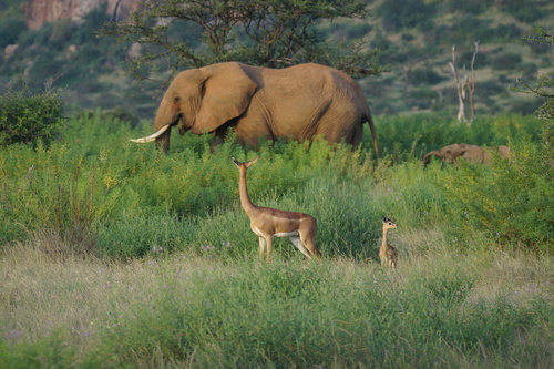 Gerenuk, Isiolo North, KE-IS, KE, photo 9 of 10