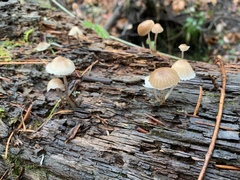 Mycena bulliformis