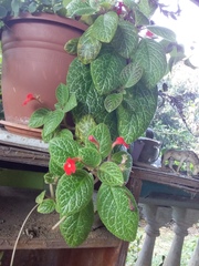 Episcia