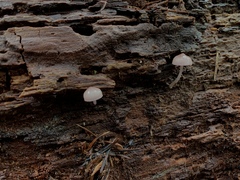 Mycena bulliformis