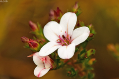 Adenandra uniflora
