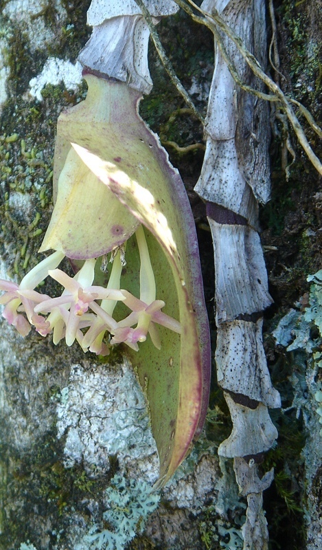 Epidendrum vesicatum Lindl. 3