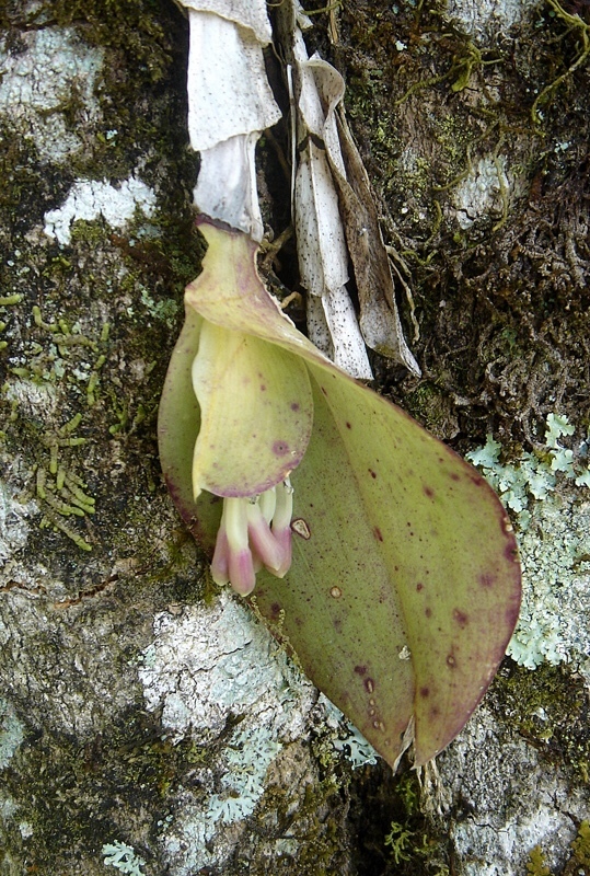 Epidendrum vesicatum Lindl. 4