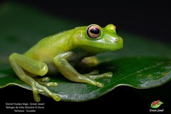 Demerara Falls Treefrog photo 2