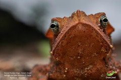 Rhinella margaritifera