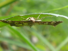 Lepidoptera