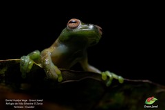 Hyloscirtus phyllognathus