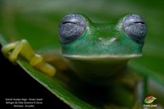 Nymphargus posadae