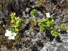 Veronica macrantha macrantha