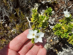 Veronica macrantha macrantha