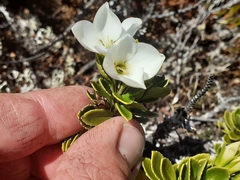 Veronica macrantha macrantha