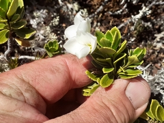 Veronica macrantha macrantha