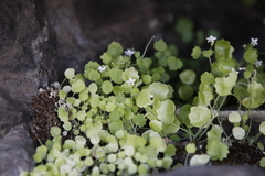 Wimmerella pygmaea
