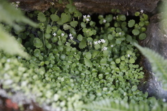 Wimmerella pygmaea