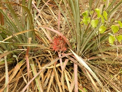 Bromelia hemisphaerica