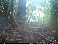 Bambusicola thoracicus