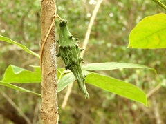Dictyanthus sepicola