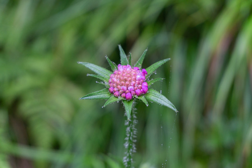 Knautia dipsacifolia (Knautia dipsacifolia)