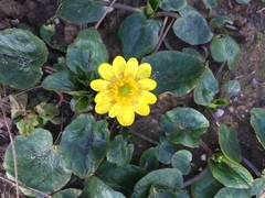 Ficaria verna
