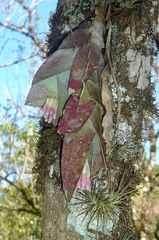 Epidendrum vesicatum