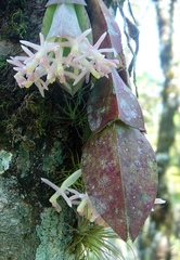 Epidendrum vesicatum