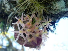 Epidendrum vesicatum