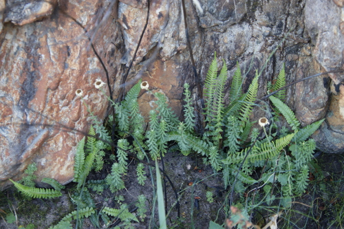 Image of Osmitopsis pinnatifida by (c) Tony Rebelo, some rights reserved (CC BY-SA)