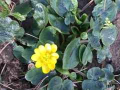Ficaria verna