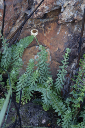 Divided Swampdaisy (Osmitopsis pinnatifida)