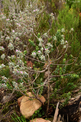 Podalyria sericea