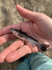 Ameiurus catus