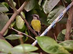 Coereba flaveola