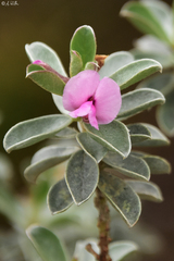 Podalyria sericea
