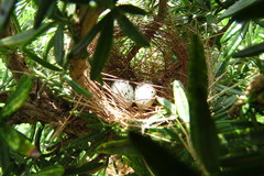 Sporophila nigricollis