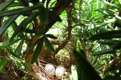 Sporophila nigricollis