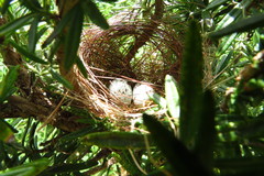 Sporophila nigricollis